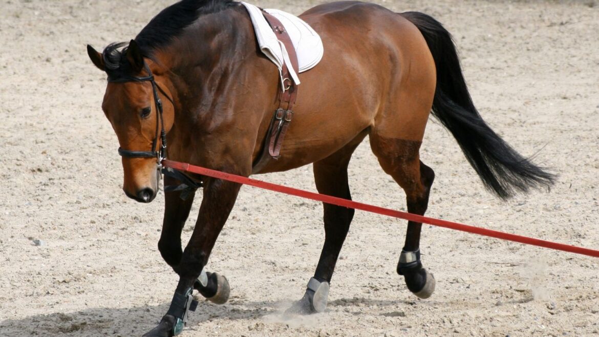 Assessing New Clients in Your Equestrian Business