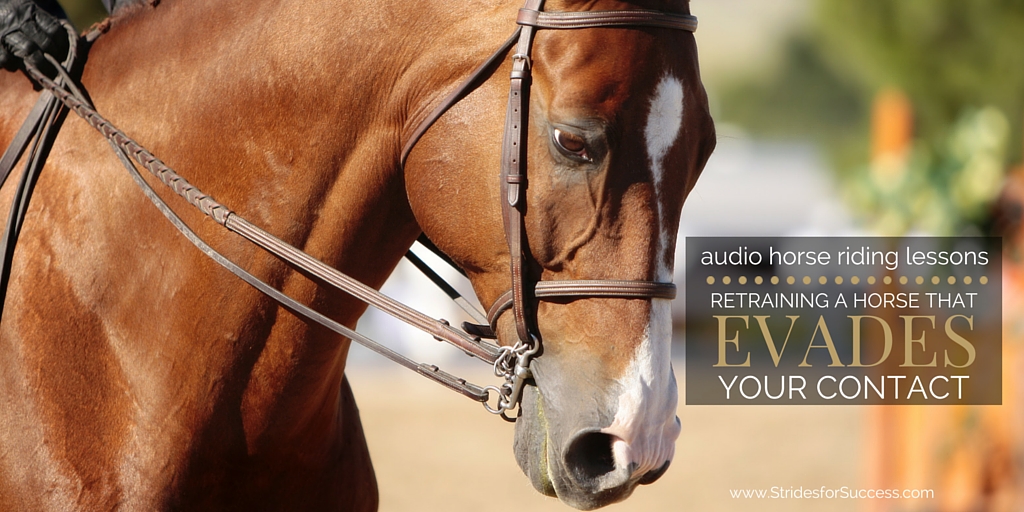 Retraining a horse that Evades Your contact