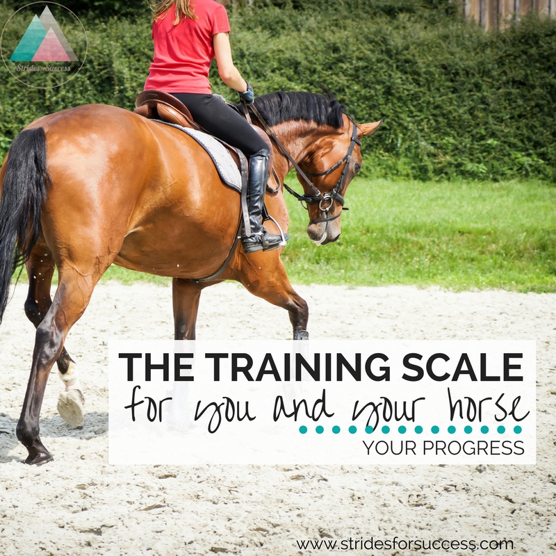 The Training Scale for You & Your Horse