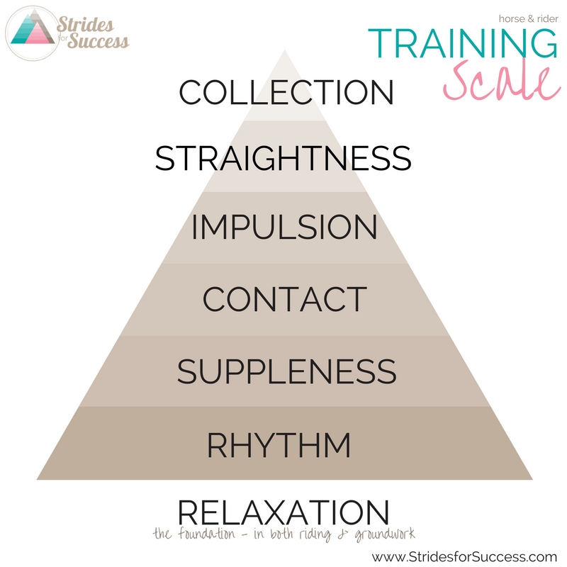 The Training Scale - Strides for Success