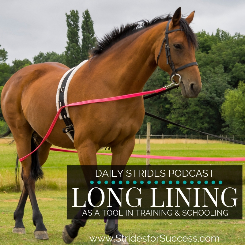 Using Long Lining as a Tool in Your Riding