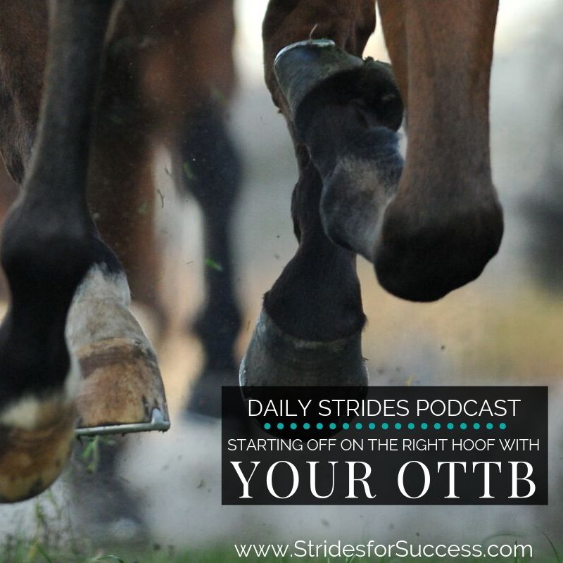 Starting Off on the Right Hoof with Your OTTB
