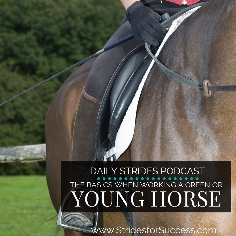The Basics when Working a Young or Green Horse