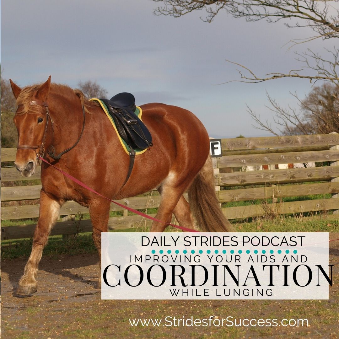 Improving Your Riding Coordination And Aids While Lunging