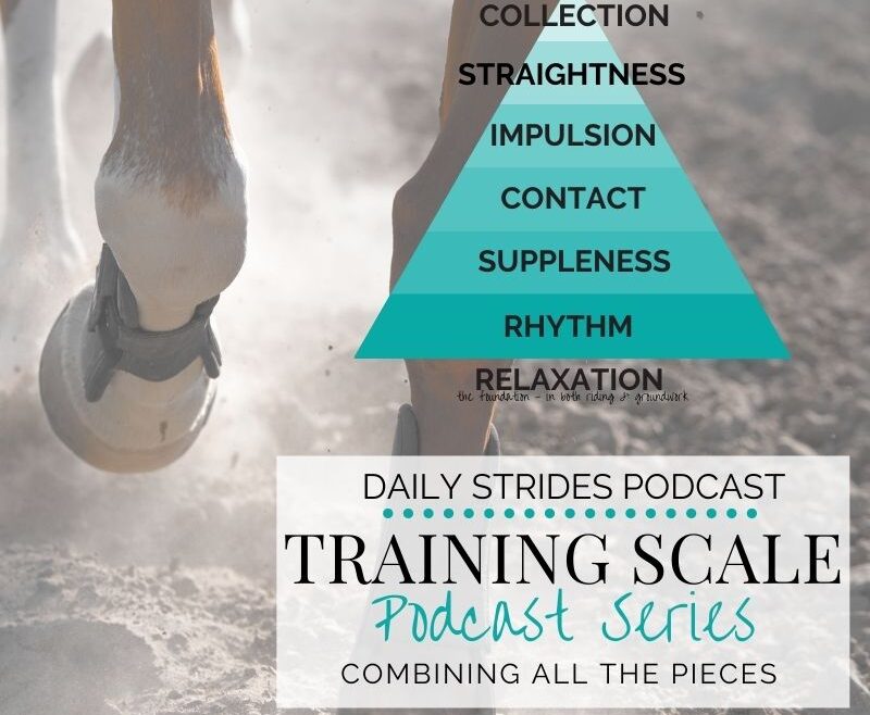 Using the Training Scale when Training Your Horse