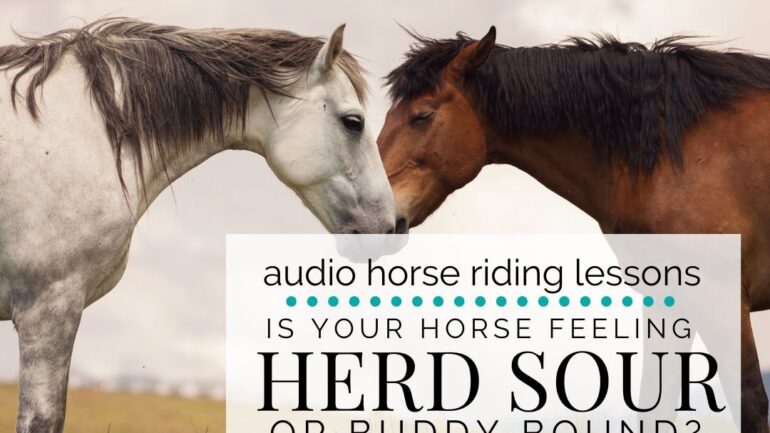 Is Your Horse ‘Herd Sour’ or ‘Buddy Bound’?